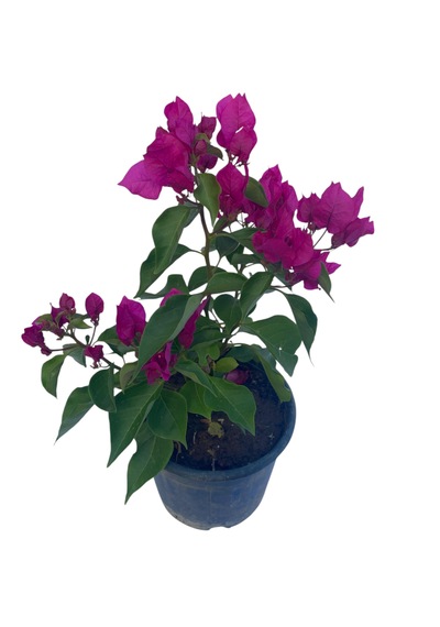 Fuşya Begonvil / Bougainvillea Glabra 60-80cm