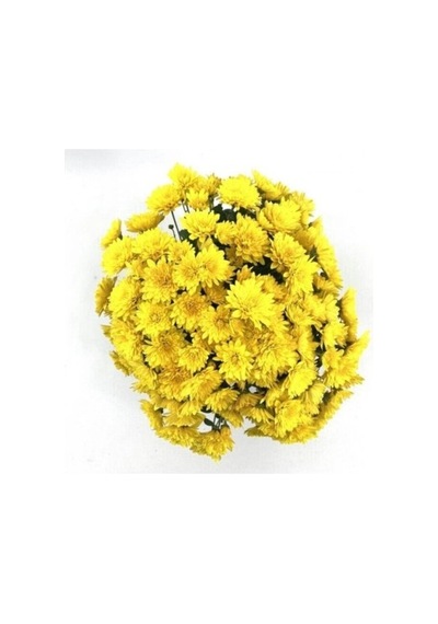 Koyu Sarı Kasımpatı Krizantem Chrysanthemum 10-20 Cm