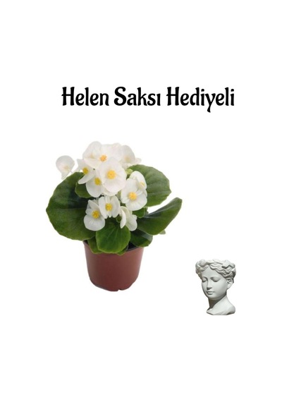 Beyaz Renk Şeker Begonya Çiçeği Sevgililer Gününe Özel Helen Saksı Hediyeli