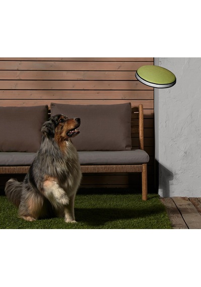 Köpekler İçin Frizbi