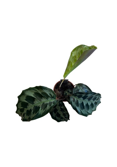 Calathea Dressleri 'helen Kennedy' Dua Çiçeği