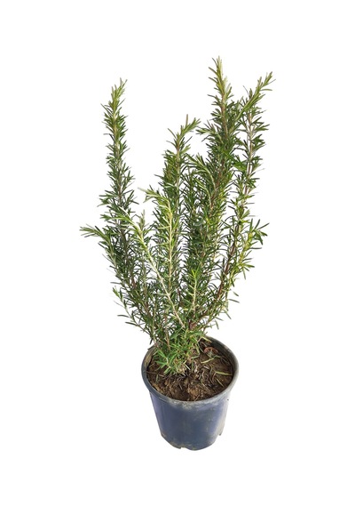 Biberiye rosmarinus Officinalis 3 Adet