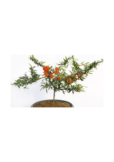 Bonsaı Ateş Dikeni Pyracantha Coccinea 3 Adet