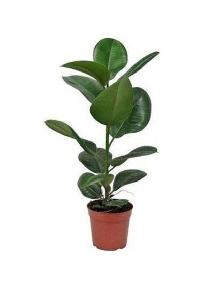 Videolu Kauçuk Bitkisi1 Adet Saksılı 60-80cm Ev Ofis Salon Bitkisi Iç Mekan Bitki Ficus Elastica