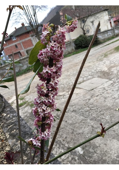 Kafkas Gülü Daphne Kokulu 20-35 Cm Tüplü