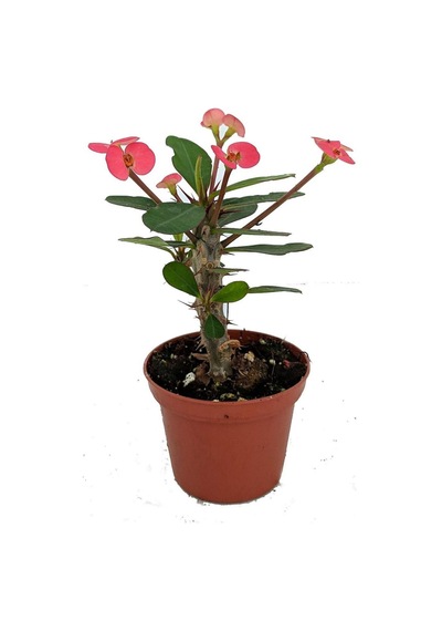 Eubhorbia İç Mekan Dikenler Tacı Prenses Pembe Mini Boy Yavru 8.5cm /şuan Çiceksizdir