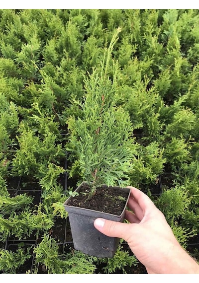 Leylandi Çam Fidanı 10-25cm 30 Adet Tüplü Bahçe Bitkisi Cupressus Leylandii