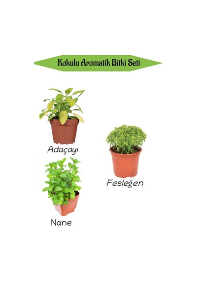 Aromatik Kokulu Mutfak Seti Adaçayı+ Fesleğen+nane Fidesi 3 Adet