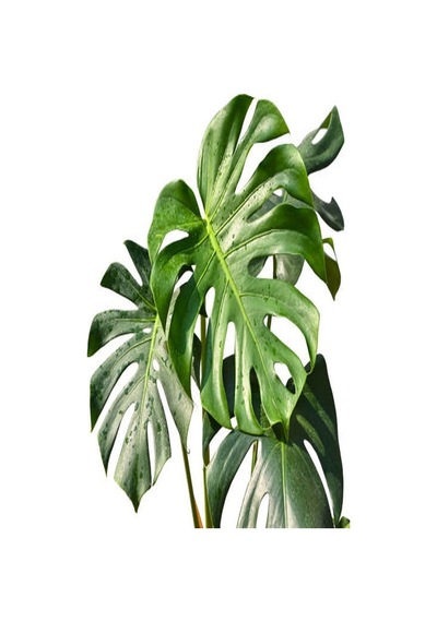 Serada Decor Plant Deve Tabanı Bitkisi - Monstera Deliciosa-ithal 35-50 Cm Dolgun Formlu İç Mekan