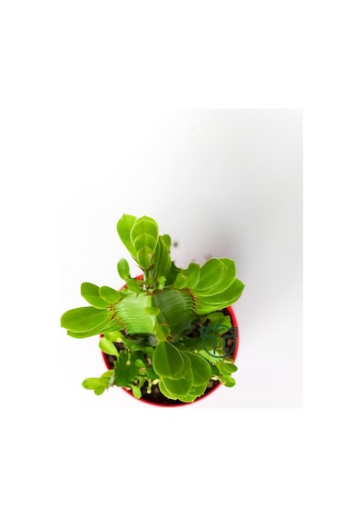 Süt kaktüsü Euphorbia Trigona yeşil Afrika süt ağacı kaktüsü 12cm