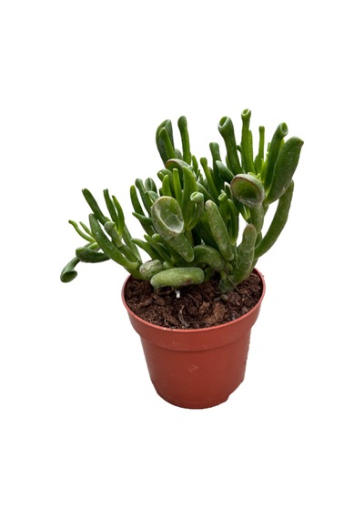 Crassula Ovata 'Golum' (Sukulent) Ø12 CM Y20-25 CM