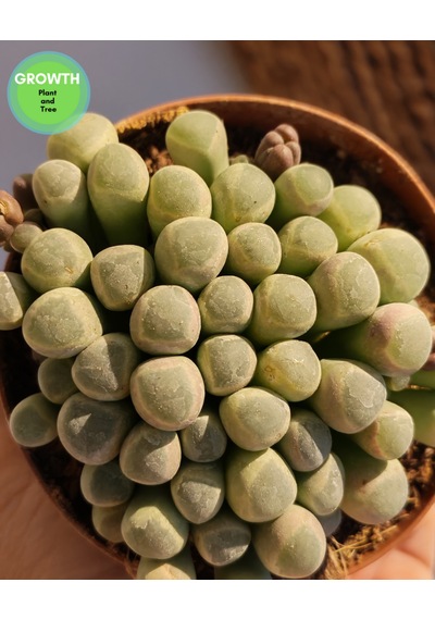 Fenestraria Rhopalophylla Bebek Parmakları Sukulenti 1 Adet
