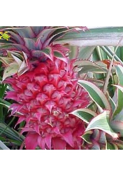 Saksıda Ananas Meyvesi Fidanı Red Spanish Cinsi