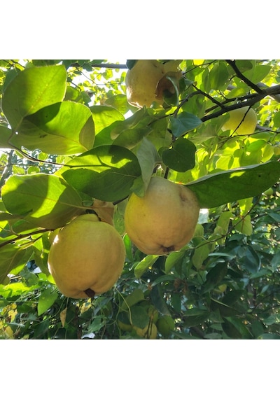 Tüplü Aşılı Ekmek Ayva  Fidanı