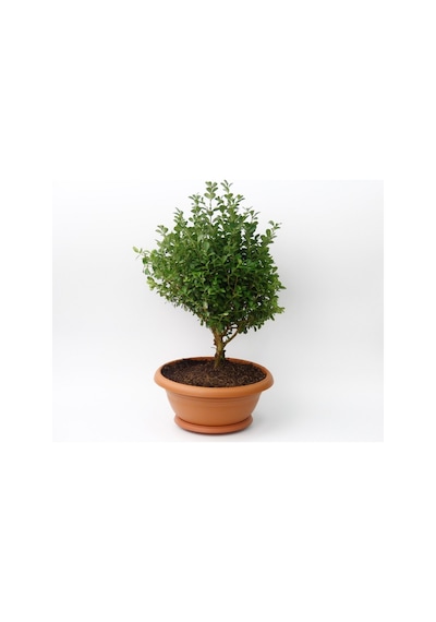 Bonsai Şimşir Fidanı Ev / Ofis Bitkisi - 3 Adet