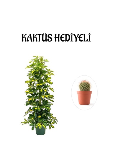 Hediyelik Sarı Alacalı Şeflera Bitkisi Sevgililer Gününe Özel Kaktüs Hediyeli