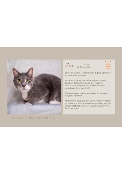 Pet Sitter Istanbul 2026 Takvim, Kurtarılan Kediler Ve Farkındalık Günleri, Evcil Hayvan Tatilleri Temalı Masa Takvimi Çok Renkli