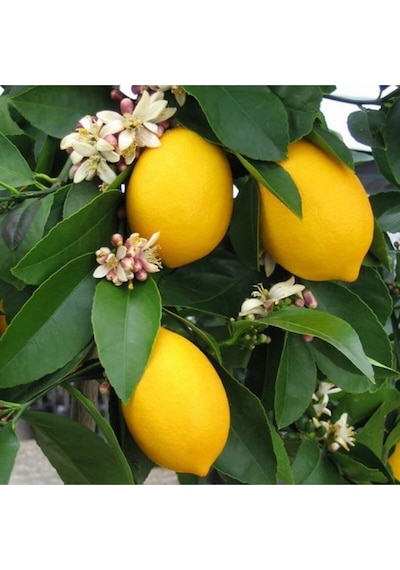 Tüplü Yediveren Limon Fidanı 2 Yaş Aşılı 90-150 Cm Bol Verimli