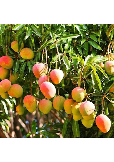 Cox Shine Mersin Mango Fidanı Aşısız 1 Yaş 15-20 Cm