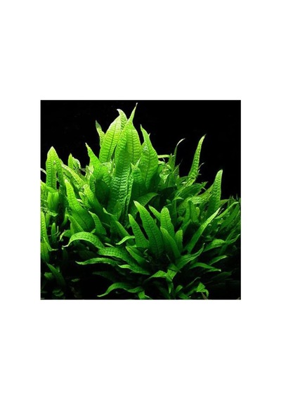 Tr Microsorium Pteropus Sp S Saksı Canlı Bitki
