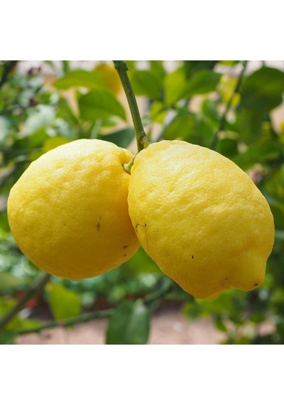 Tüplü Donlara Dayanıklı Yarı Bodur Nadir Kütdiken Limon Fidanı