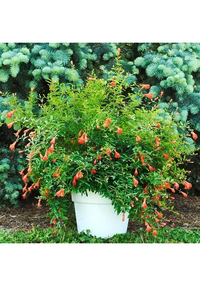 Bonsai İçin Uygun Saksıda Cüce Süs Narı Fidanı