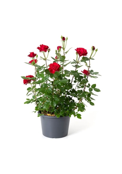 Saksılı Gül Seti Kokulu 4 Adet Yediveren Gül Sarı+kırmızı+pembe+beyaz Renk 30-50cm
