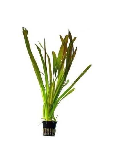 Vallisnaria Gigantea Dev Saz No:111