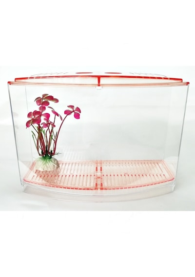Bölmeli Izgaralı Betta Beta Kabı Tankı Akvaryum 1800 Ml - 19x8x13 Cm Pembe