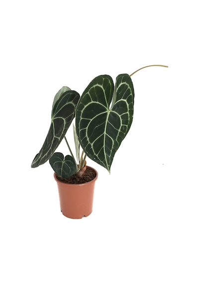 Anthurium Clarinervium Ø14 CM Y30-35 CM
