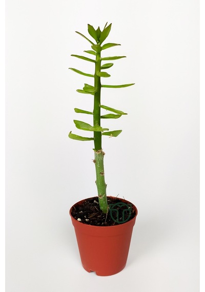 Pereskiopsis Spathulata Aşı Kök Bitkisi Sarı Çiçek Veren Kaktüs 5.5 CM