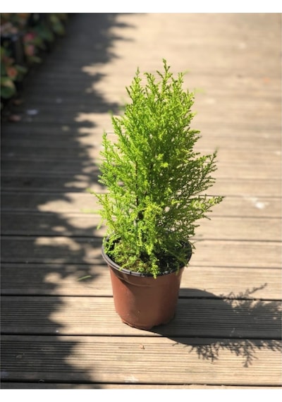 Limon Çamı Limon Servi 40-60 Cm