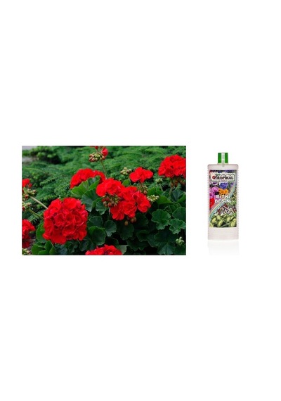 Tropikal Besin Bitkis 3 Adet - 1000 Ml