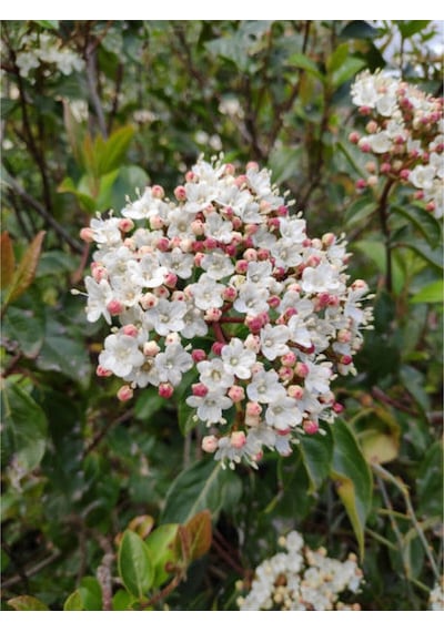 Viburnum Kartopu Çiçeği Fidanı+altuni Taflan 2'li Bahçe Seti Dış Mekan Bitkileri