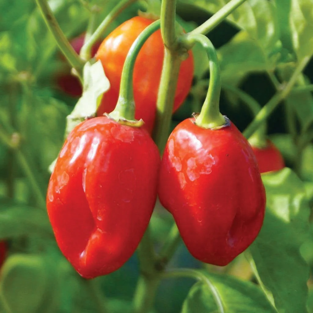 Jamaican Red Habanero 425.000 Scoville Gerçek Taze Acı Biber