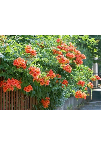 1-2 Yaşında, 20-40 Cm Boyunda Acem Borusu Borazan Çiçeği Fidanı