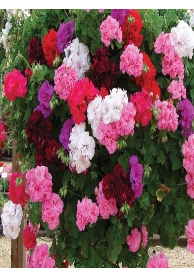 Videolu Rengarenk Karışık Renk 30 Adet Sardunya Çiçeği Fidanı 10-25cm Tüplü Geranium Flower