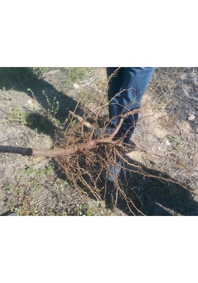 Fidan Köklendirme Hormon East Root® Iba ÇözeLi 250 Cc 8000Ppm