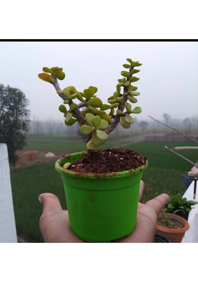 Bonsai Para Ağacı Fidanı 8.5 Saksıda 15-20 Cm
