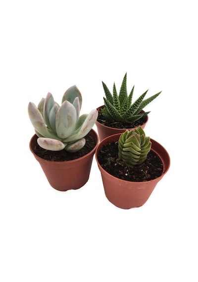 Videolu 3'lü Karışık Sukulent Kaktüs Çiçeği Seti 5-15 Cm Saksılı Çiçekli Bodur Bitkiler Succulent