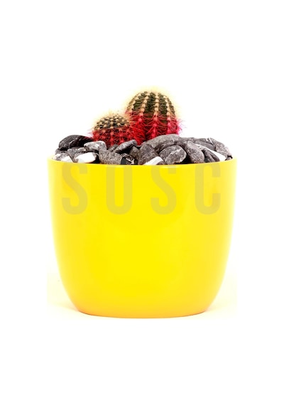 Kırçılı Çakıl Taşı Dolomit Taşı Bahçe Süsü Akvaryum Taşı Dere Çakıl Taşı 1-2 Cm1 Kg Standart