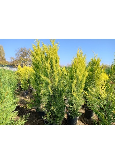 Büyük Limon Çamı Limon Selvi , Büyük Saksıda, 150 Cm. Boyunda, H