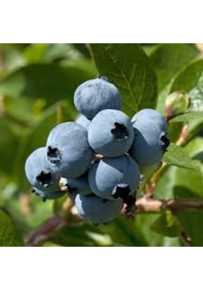 15 Adet Tohum Yaban Mersini Tohumu Blueberry Tohum Saksı Toprak