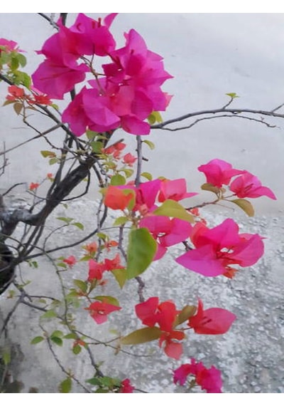 Videolu Pembe Begonvil 50 70 Cm 1 Adet Saksılı/ Tüplü Çiçekli Bitki Bougainvillea