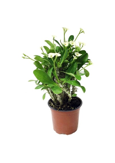 Serada Decor Plant Euphorbia Milii White Dikenler Tacı Beyaz Ev Ofis Salon Iç Mekan Bitkisi - 25 Cm