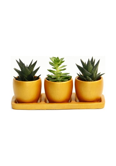 Trio Orange Sukulent Seti - Haworthia. Echeveria