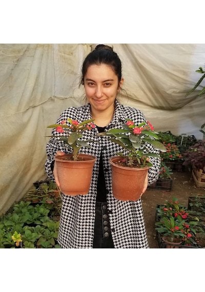 Büyük Boy Kırmızı Euphorbia Milli - Dikenler Tacı  Saksıda
