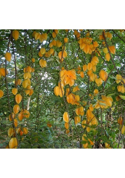 Aşılı Starfruit Fidanı 4 Yaş 100 Cm