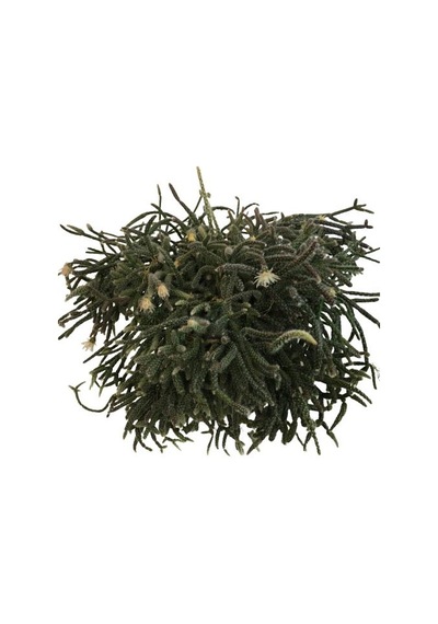 Rhipsalis Pilocarpa -spagetti Kaktüs