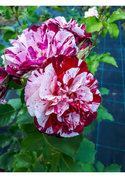 Yediveren Çift Renkli Türkiyem Kokulu Gül 30 70 Cm 1 Adet Saksılı Aşılı Gül Rose Of Turkey